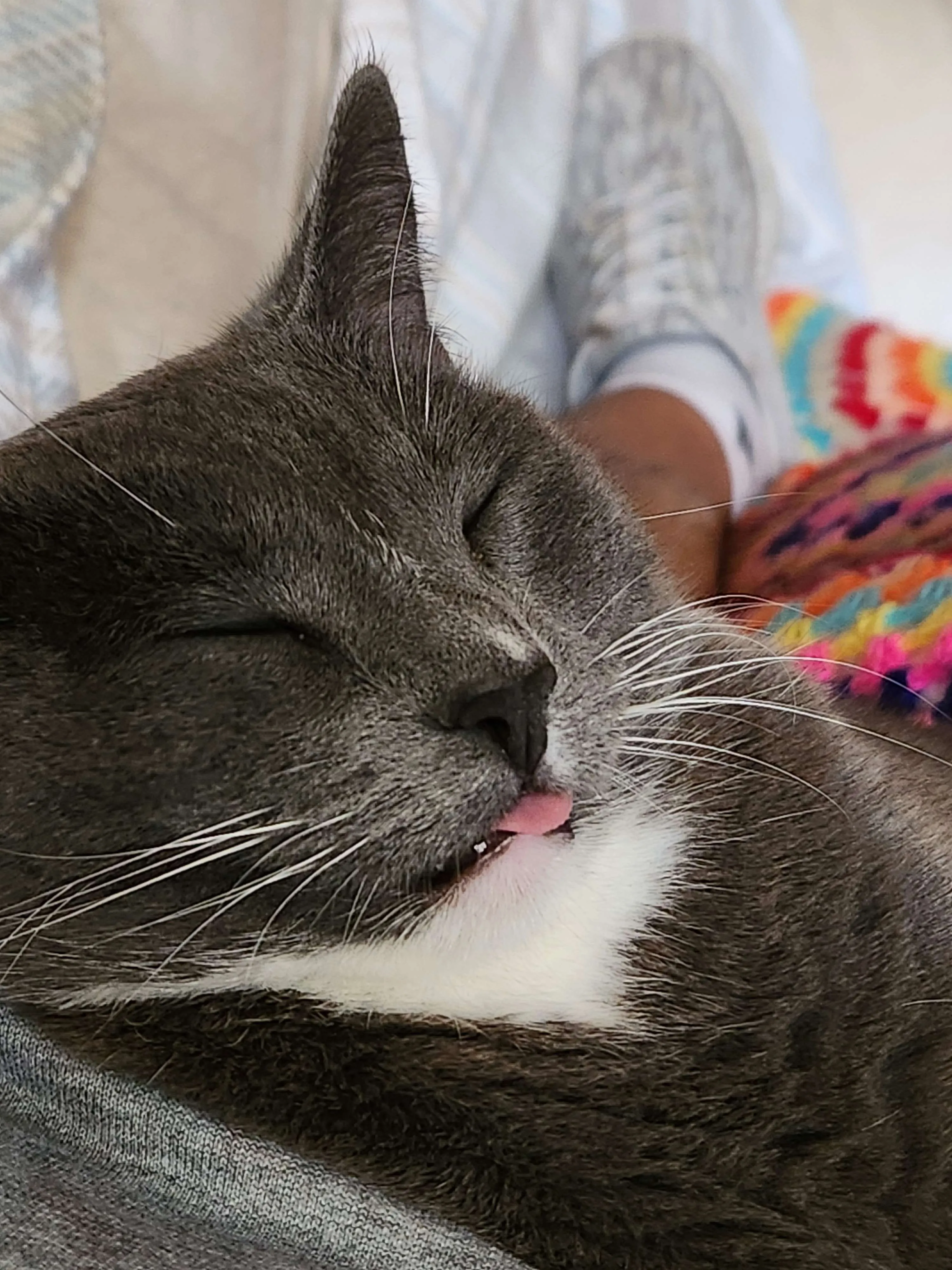 Palomita durmiendo en una cómoda en una pierna con cojines de color arcoíris. La gata esta durmiendo con la lengua afuera