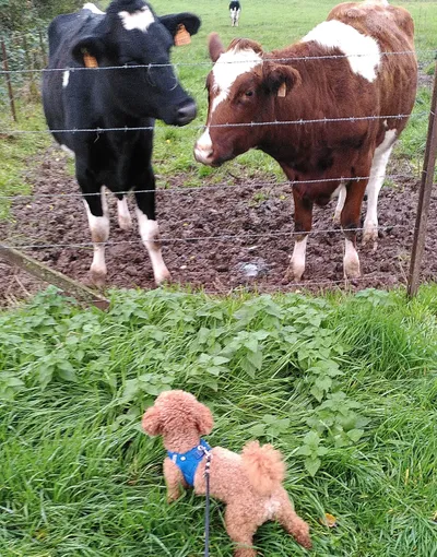 Pan gazes at two cows through a wire fence, one black and one brown.